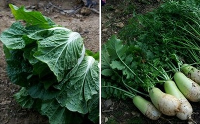 맛나는 가을무로 깍두기 담앗어여
